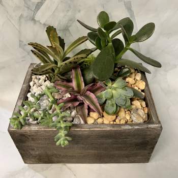 Succulent arrangement in a rustic wooden box with decorative stones