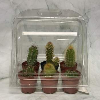 Six small potted cacti in a clear plastic cover