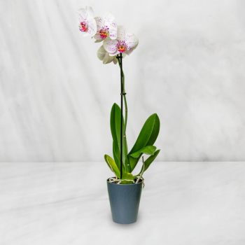 Potted white orchid with pink-speckled blooms in a blue container