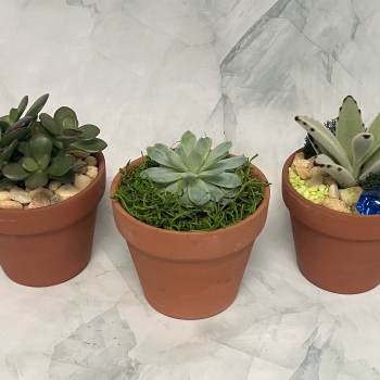 Three small potted succulents in terracotta pots
