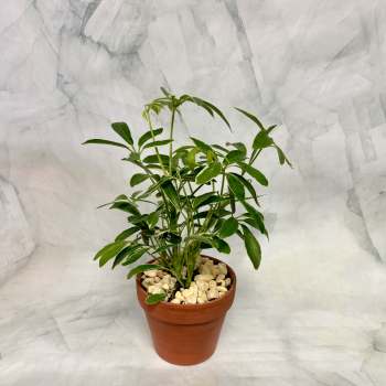 Potted green houseplant in a terracotta pot with white stones