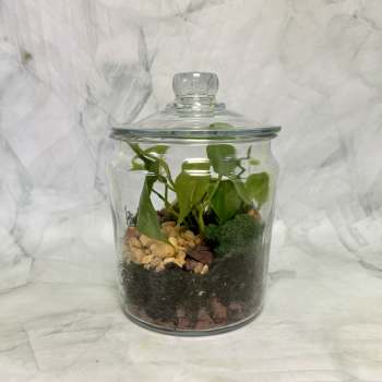 Potted plant in a clear glass jar with a lid