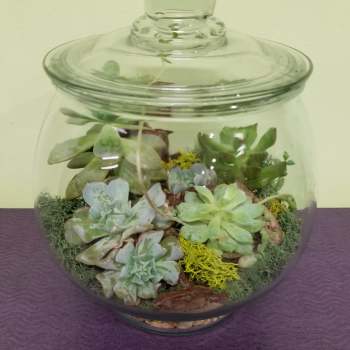 Glass terrarium jar filled with assorted succulents