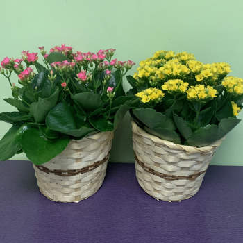 Two potted flowering plants in woven baskets, one pink and one yellow