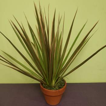 Potted spiky dracaena plant in a terracotta pot