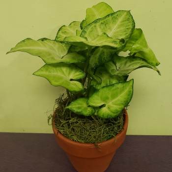 Potted green houseplant with broad variegated leaves in a terracotta pot
