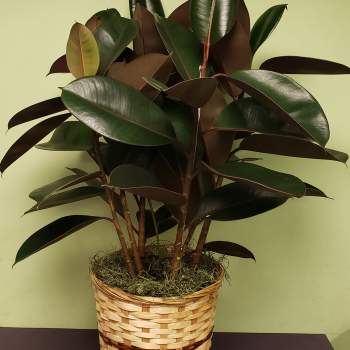 Potted rubber plant in a woven basket planter