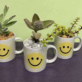 Three small succulent plants in smiley-face mugs