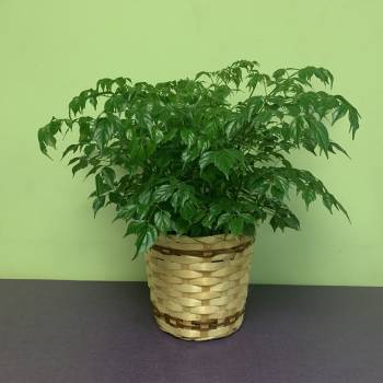 Potted green houseplant in a woven basket planter