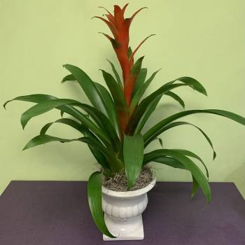 Potted green plant with a red central spike in a white pedestal planter