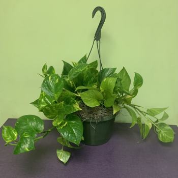 Potted trailing pothos plant in a hanging basket