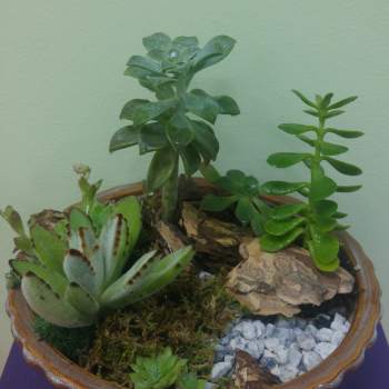 Succulent arrangement in a shallow ceramic bowl with rocks and moss