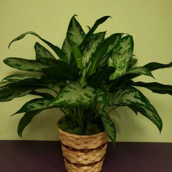 Potted green houseplant with variegated leaves in a woven basket