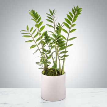 ZZ Plant by BloomNation™