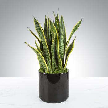Snake Plant by BloomNation™