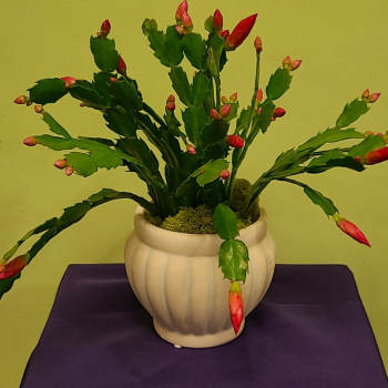 Potted Christmas cactus with red buds in a white ceramic planter