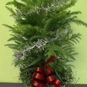 A Special Christmas Tree