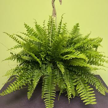 Hanging fern plant in a pot with a hook