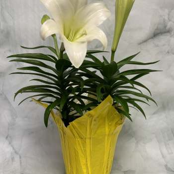 Easter Lily
