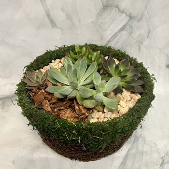 Round succulent arrangement in a moss-covered basket with pebbles