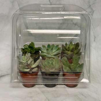 Six small succulents in a clear plastic clamshell package