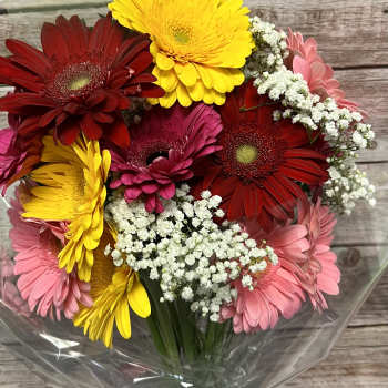 Bouquet of colorful gerbera daisies with baby's breath in clear wrap