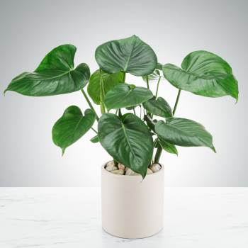 Split Leaf Philodendron by BloomNation™