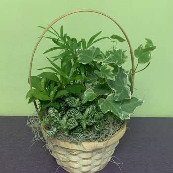Basket of assorted green houseplants with a curved handle