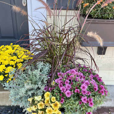 Mixed potted flowers with pink and yellow blooms and tall ornamental grass