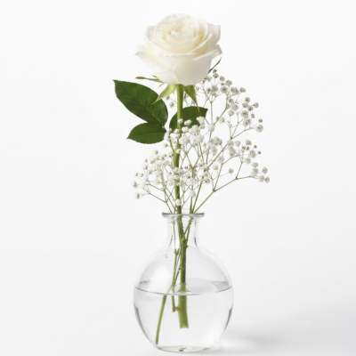 White rose in a clear glass vase with baby's breath