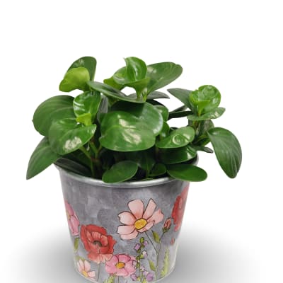 Potted green plant in a floral metal bucket