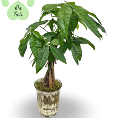 4" Money Tree Plant