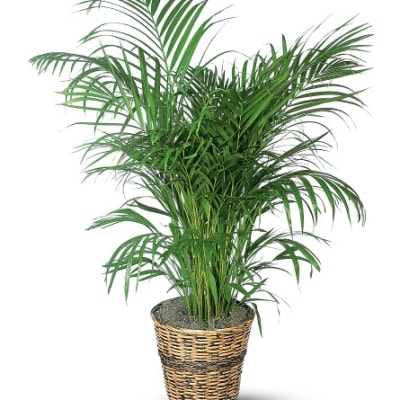 Potted palm plant in a woven basket planter