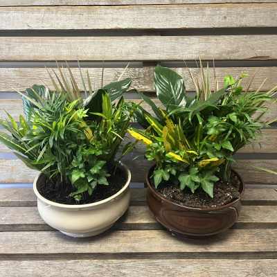 Two mixed green potted plants in ceramic bowls