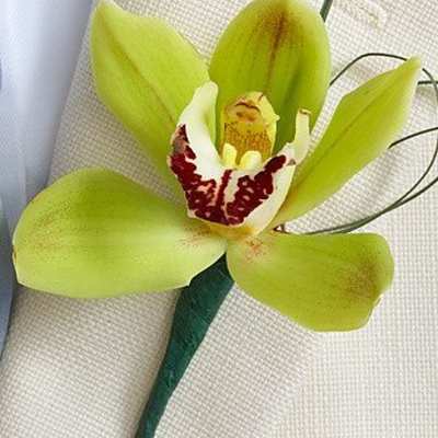 Mini Cymbidium Orchid Ringer Bearer