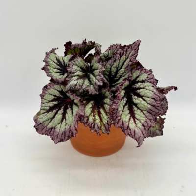 Potted begonia with large variegated leaves in an orange pot