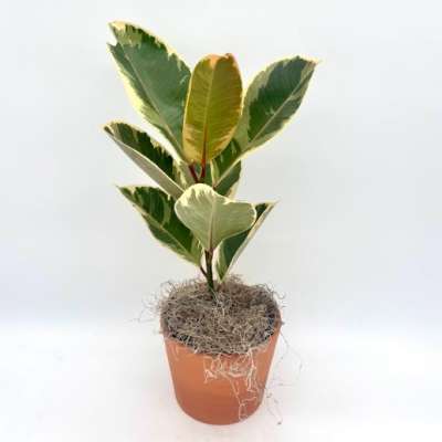 Variegated potted rubber plant in a terracotta pot
