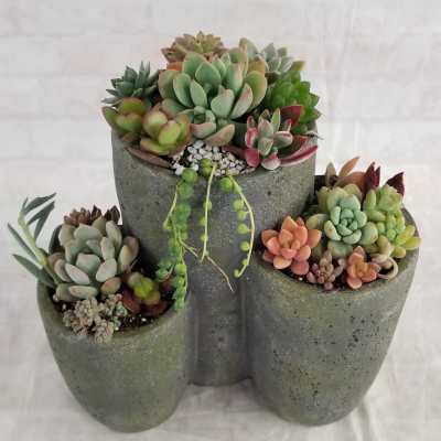 9" Tall Succulent trio planter
