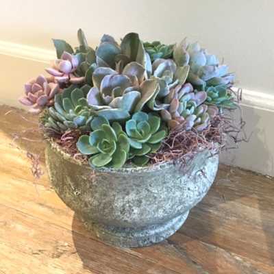 Succulent Garden