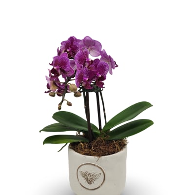 Mini Orchid Planter