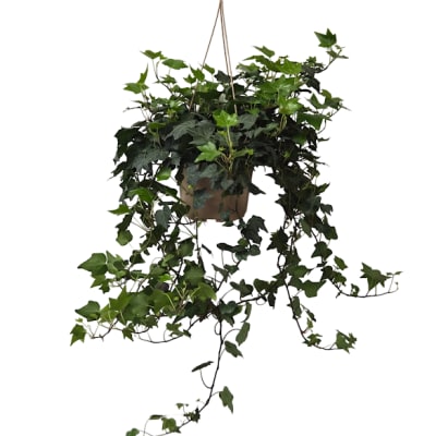Hanging Ivy Plant