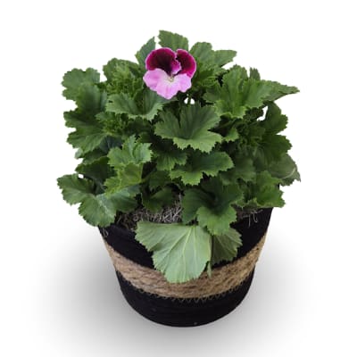 6" Geranium