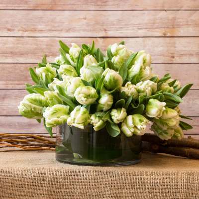 White and green tulips arranged in a glass vase