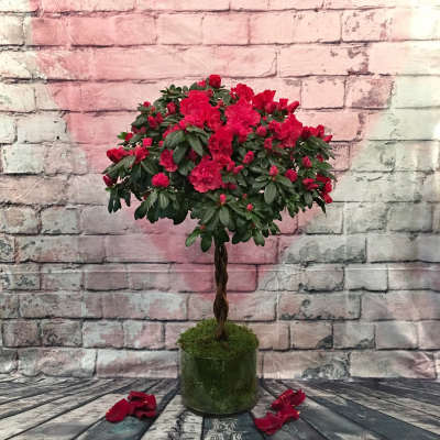 Red flowering topiary in a glass vase with petals on the floor