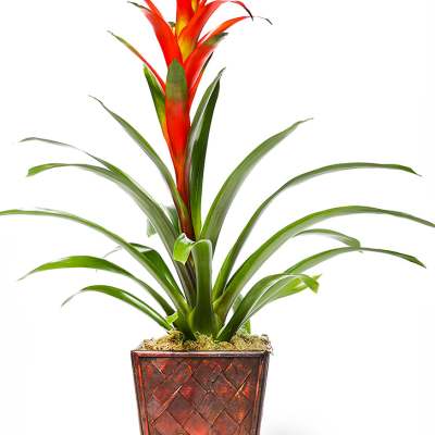 Bromeliad Guzmania