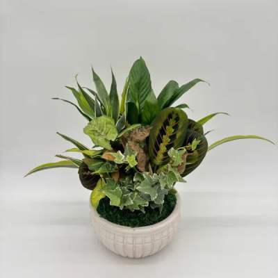 Assorted green houseplants in a round white ceramic bowl planter