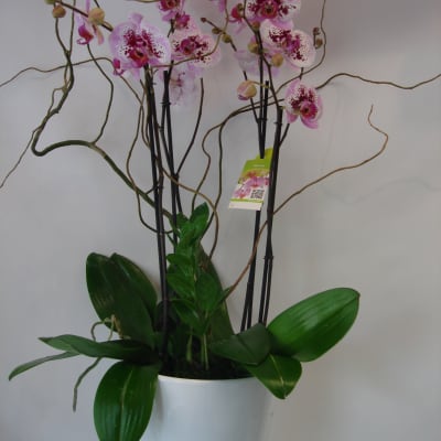 Potted pink orchids in a white ceramic planter