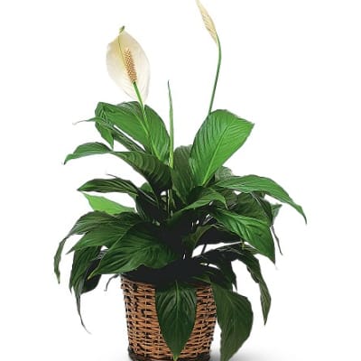 Potted peace lily in a woven basket planter