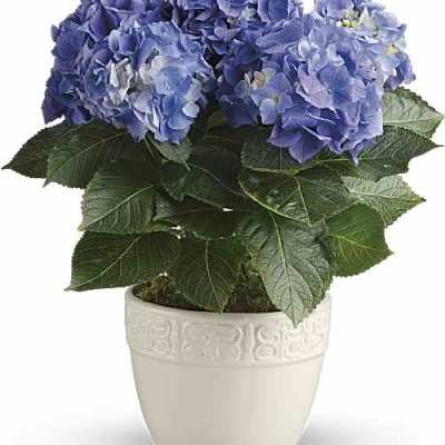 Happy Hydrangea Blue