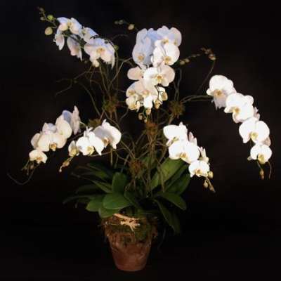 Multi Stem Orchid in a Clay Pot